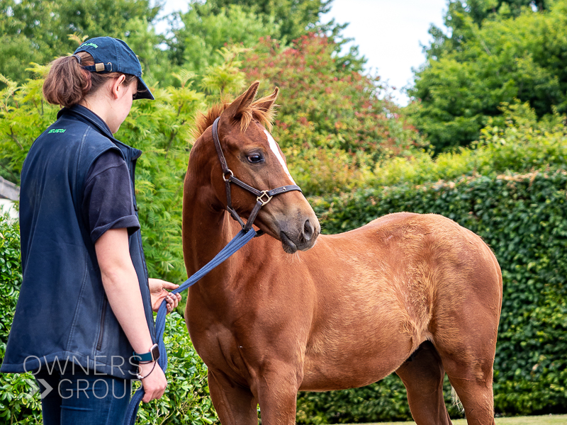 Kirtlington Stud Visit - 30 June 2022